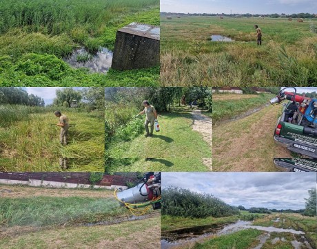 Szúnyoggyérítés Fehérváron – hatásos a biológiai módszer